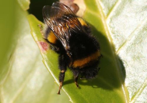 Bombus sp.